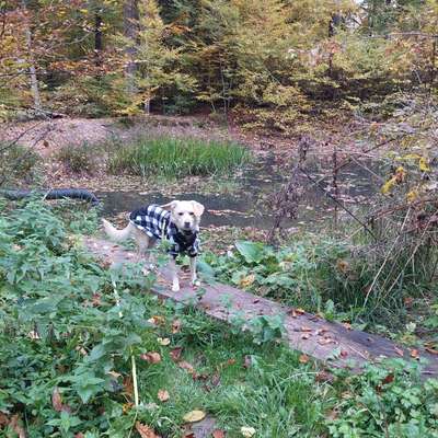 Hundetreffen-Freunde gesucht-Bild