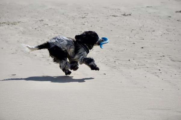 Englisch Cocker Spaniel-Beitrag-Bild