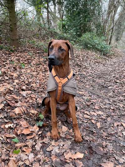 Rhodesian Ridgeback-Beitrag-Bild