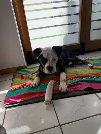 Hundetreffen-Gassirunde ,spielen und trenieren ( der Mitch Spring gerne die Menschen an 😕)-Bild