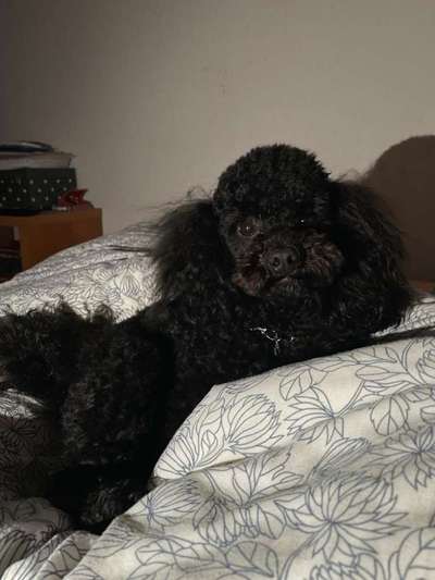 Alles rund um den Pudel-Beitrag-Bild