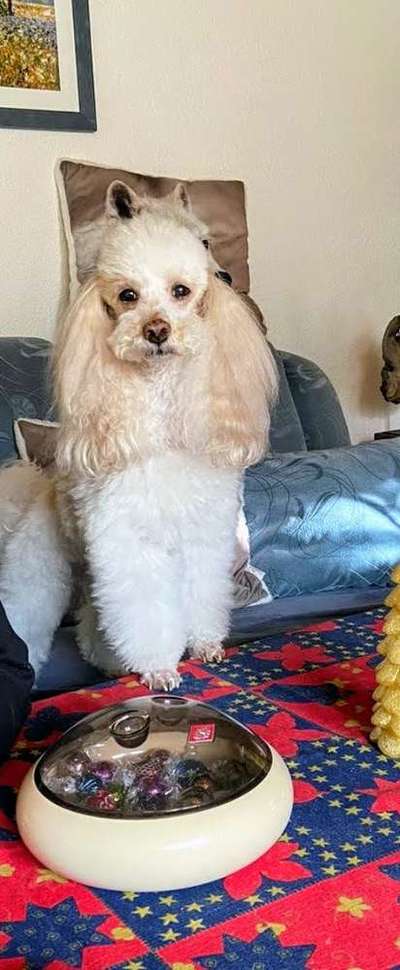 Alles rund um den Pudel-Beitrag-Bild