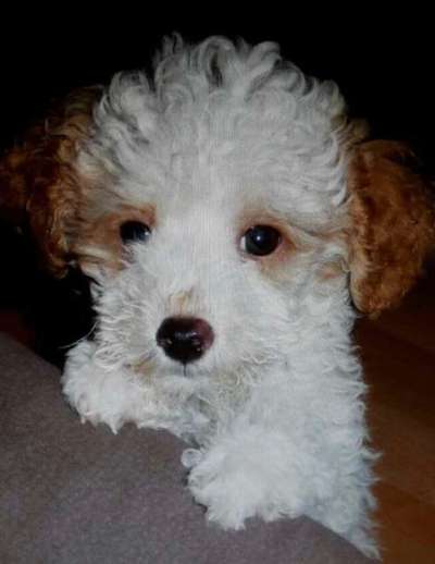 Welpen Bilder !-Beitrag-Bild