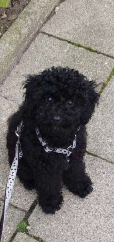 Welpen Bilder !-Beitrag-Bild