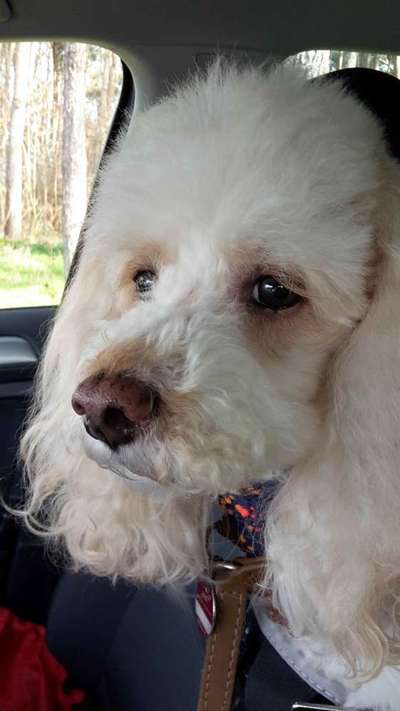 Unsere Fellnasen im Regenbogenland-Beitrag-Bild