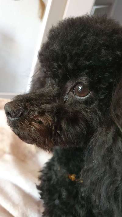 Zeigt her eure Pudel-Beitrag-Bild