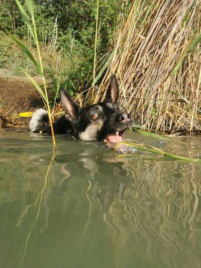 Fotowettbewerb: Wasserratte-Beitrag-Bild