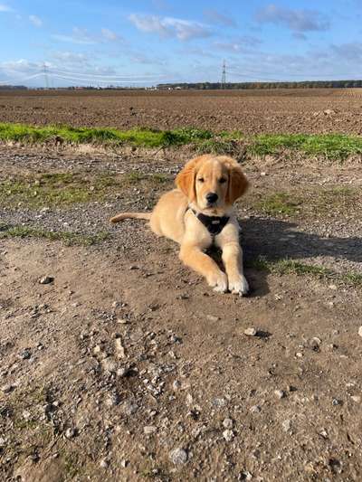 Wo sind die Golden Retriever Liebhaber?-Beitrag-Bild