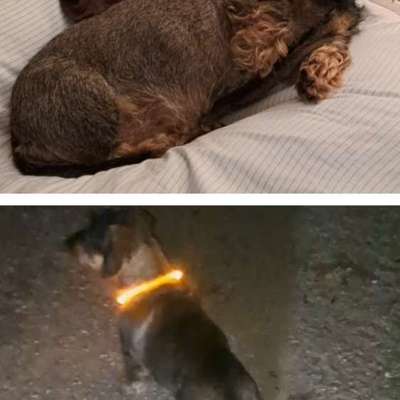 Hund muss abnehmen - wo kann ich noch einsparen?-Beitrag-Bild