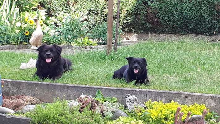 Die Dogorama Monats Challenge "Es grünt und blüht"-Beitrag-Bild