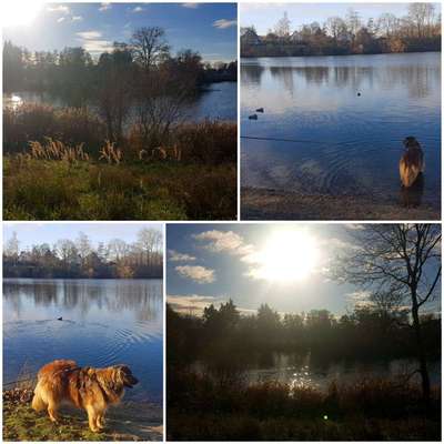 Hundepausen entlang der Autobahnen-Beitrag-Bild