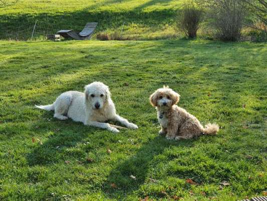 Zeigt her eure Pudel und Pudelmischlinge (:-Beitrag-Bild