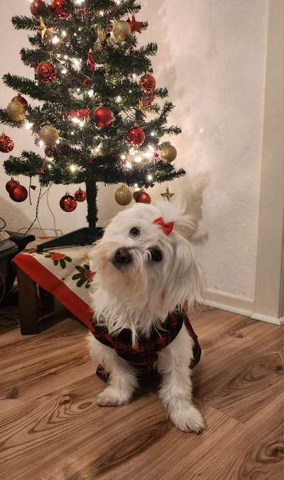 Was tragen eure Hunde zu Weihnachten?-Beitrag-Bild