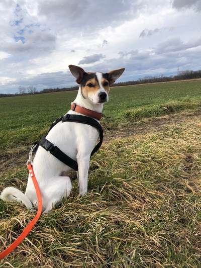 Ratonero Bodeguero Andaluz-Beitrag-Bild