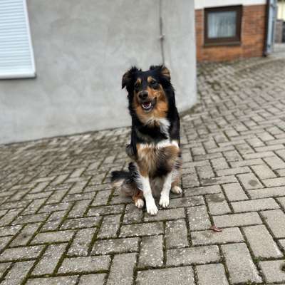 Hundetreffen-Spieltreffen in Pegnitz 😊-Bild