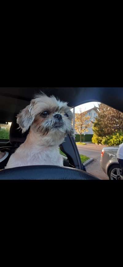 Dogorama Photo Challenge - Hunde in Action-Beitrag-Bild