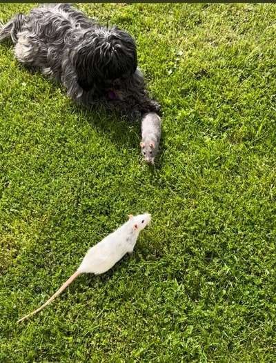 Dogorama Photo Challenge - Hunde in Action-Beitrag-Bild