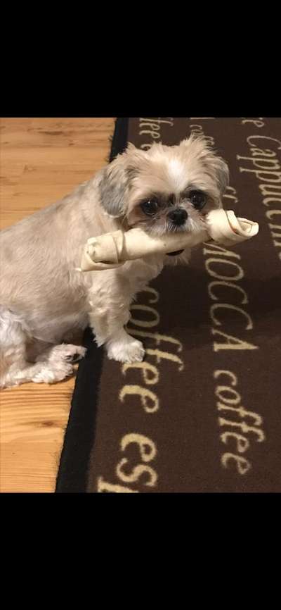 12. Farben Foto Challenge --- Braun-Beitrag-Bild