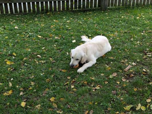 Hundetreffen-Gassi-/Spieltreffen-Bild