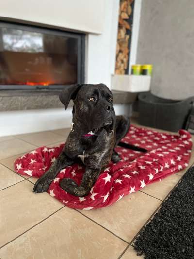 Rassensuche Cane Corso Italiano-Beitrag-Bild