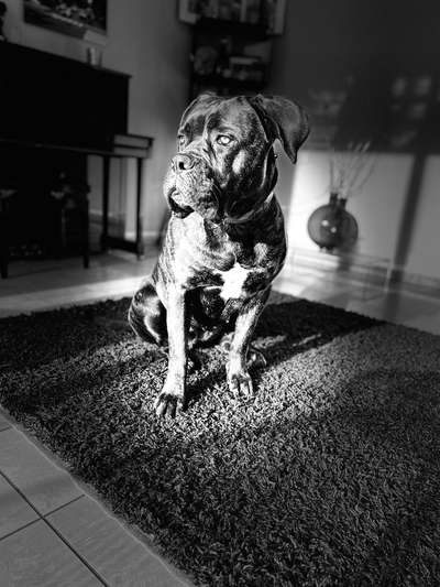 Rassensuche Cane Corso Italiano-Beitrag-Bild