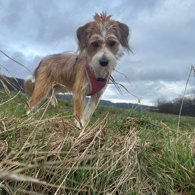 Hundetreffen-Neue Frende finden in der Umgebung Otelfingen-Bild