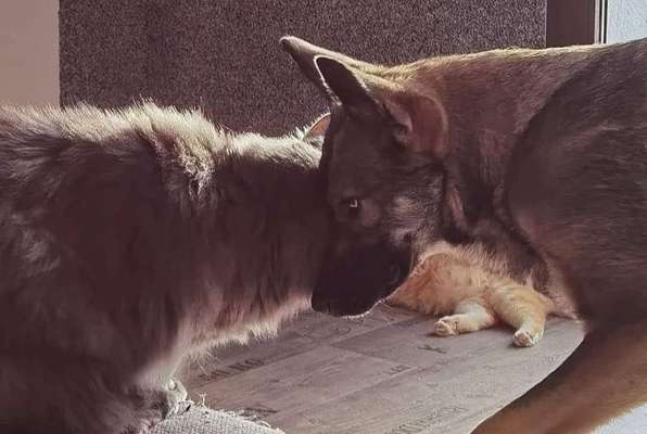 Sibirisch Europäisch Laika-Beitrag-Bild