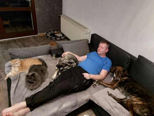 Sibirisch Europäisch Laika-Beitrag-Bild