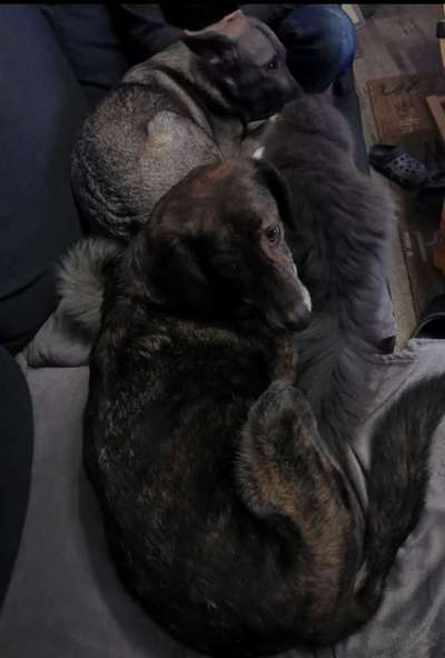 Sibirisch Europäisch Laika-Beitrag-Bild