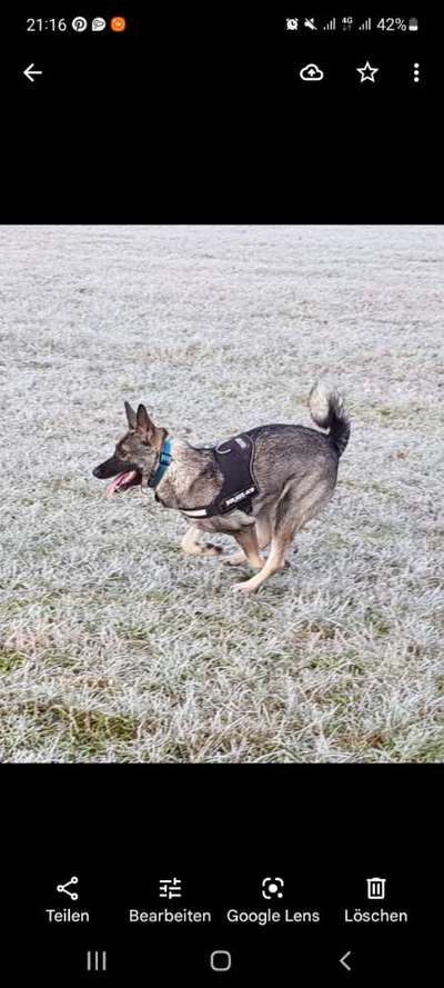 Sibirisch Europäisch Laika-Beitrag-Bild