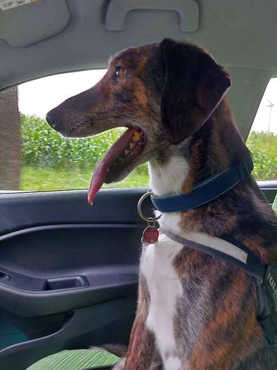 FOTOCHALLENGE 70 - Dein Hund im Auto-Beitrag-Bild