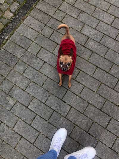 Wie heißt dein Hund?-Beitrag-Bild