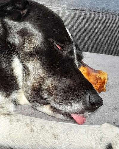 Lieblingsbild von euren Hunden?-Beitrag-Bild