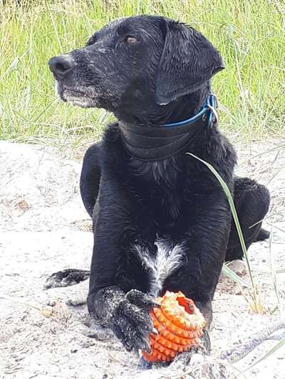 Dein Hund im Dogorama-Kalender 2021-Beitrag-Bild