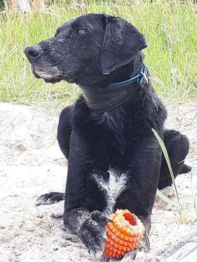 Dein Hund im Dogorama-Kalender 2021-Beitrag-Bild