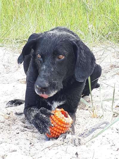 Dein Hund im Dogorama-Kalender 2021-Beitrag-Bild