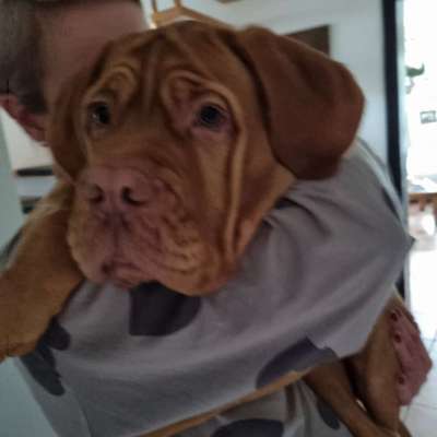 Bordeaux Dogge-Beitrag-Bild