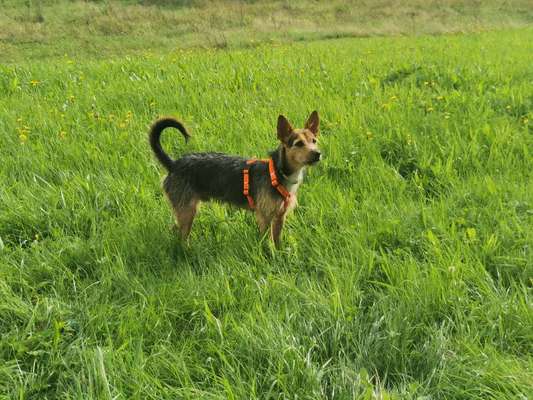 Podencomischling oder Podenco-Beitrag-Bild