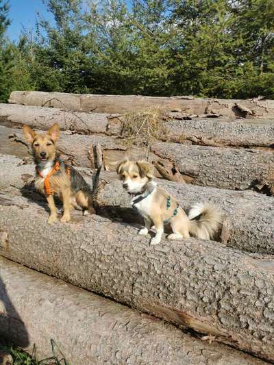 Die Dogorama Kalender Challenge Titelbild-Beitrag-Bild