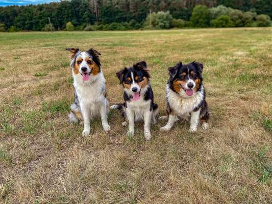 Dein Hund im Dogorama-Kalender 2021-Beitrag-Bild
