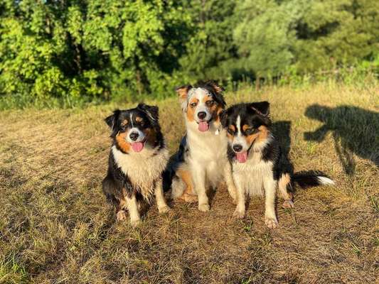 Dein Hund im Dogorama-Kalender 2021-Beitrag-Bild