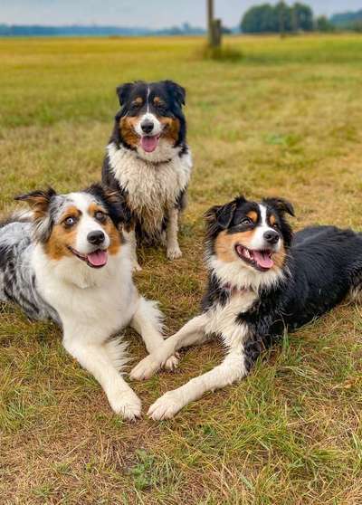 Dein Hund im Dogorama-Kalender 2021-Beitrag-Bild