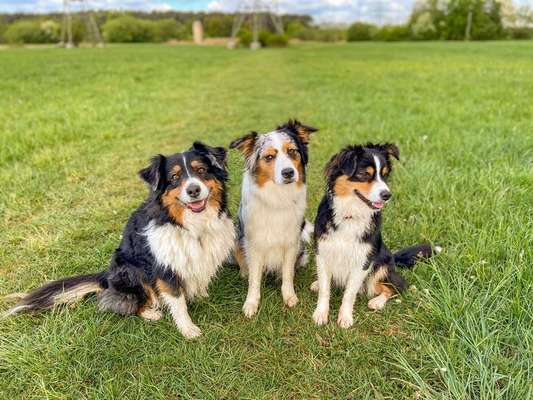 Dein Hund im Dogorama-Kalender 2021-Beitrag-Bild