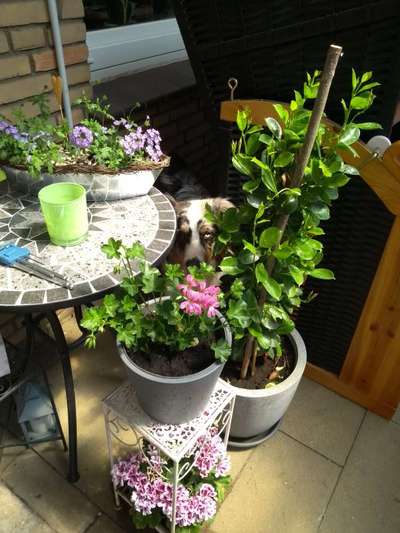 Die Dogorama Monats Challenge "Es grünt und blüht"-Beitrag-Bild