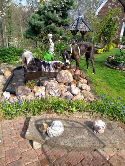 Dogorama-Monats-Challenge-Mai "Wasser"-Beitrag-Bild