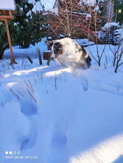 Lieblingsbild von euren Hunden?-Beitrag-Bild