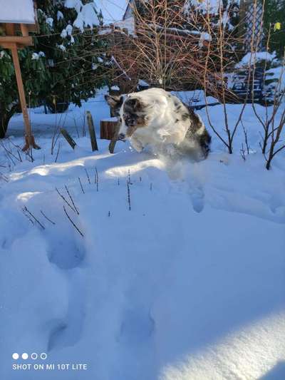 Die Dogorama Kalender Challenge Teil 2/4-Beitrag-Bild