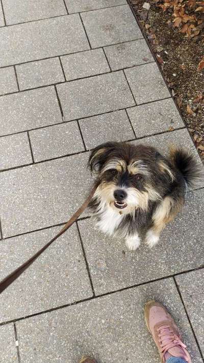 Hundetreffen-Treffen zum Spielen und Gassi-Bild