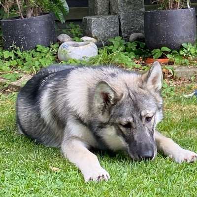 Hundetreffen-Gassirunde mit Spielkameraden-Bild