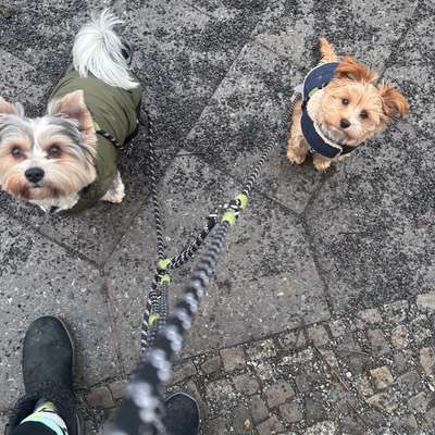 Hundetreffen-Social Walk-Bild